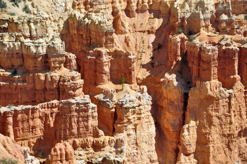 a Lone tree on top of a hoodoo